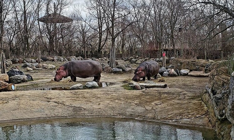 toronto zoo