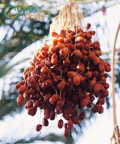 date palm