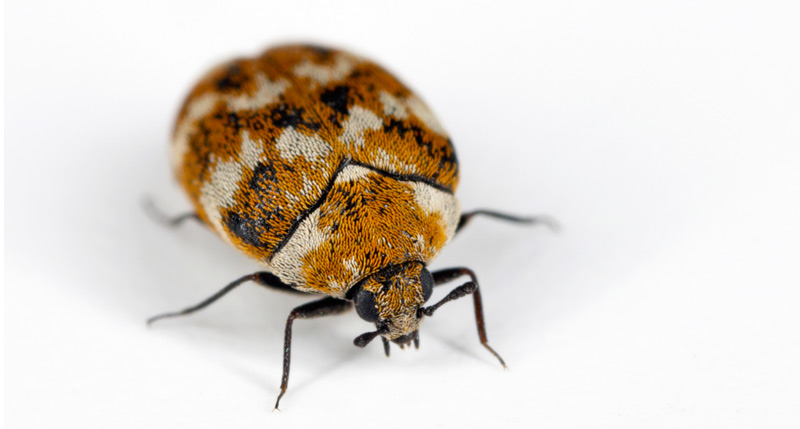 how to get rid of carpet beetle