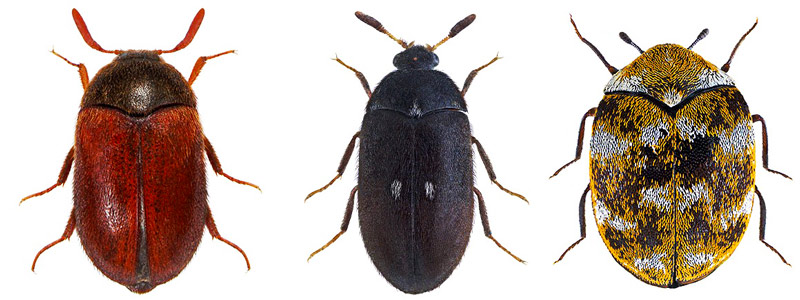 types of carpet beetle