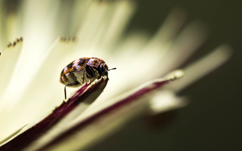 varied carpet beetle