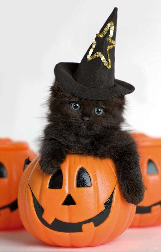 pets in halloween