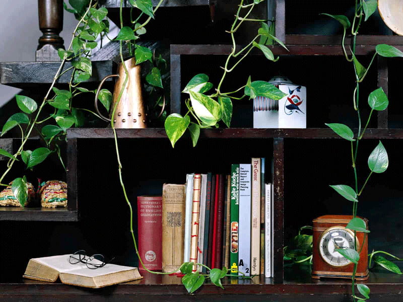 greenery for bookshelf