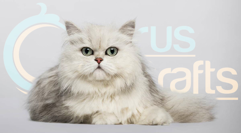 pure breed persian cat