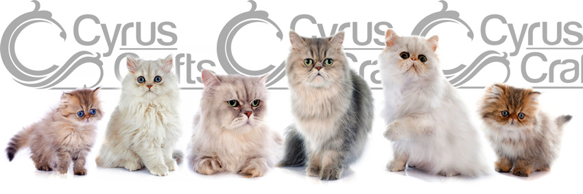 Persian Cat Breed