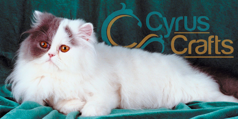 Peke-Face Persian Cat