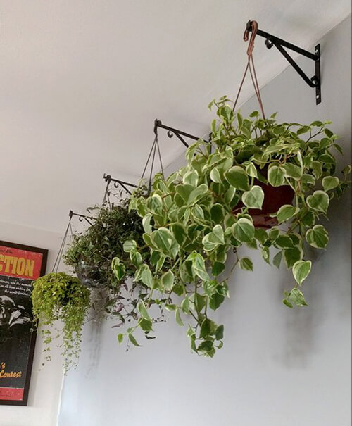 hang plants with hooks