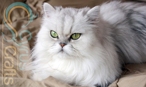 Everything You Need to Know About Persian Cats