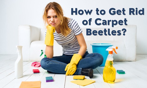 How to Get Rid of Carpet Beetles? 