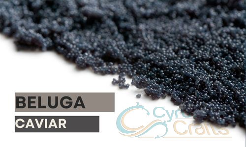 Beluga Caviar: Everything About Beluga Sturgeon Caviar