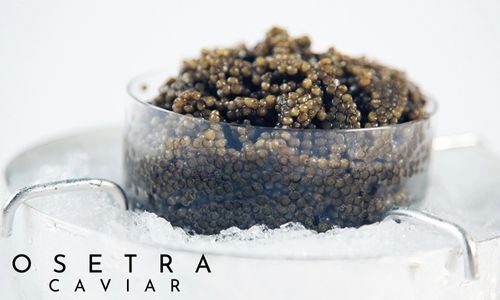 Osetra Caviar: Everything You Need to Know